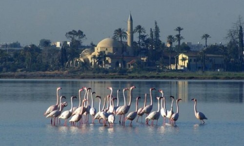 Larnaca Salt Lake, Cyprus