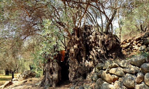 Perennial Olive Tree - Xyliatos, Nicosia, Cyprus