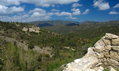 pinewood forest 