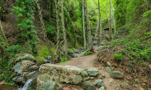 Troodos Forest, Limassol, Cyprus
