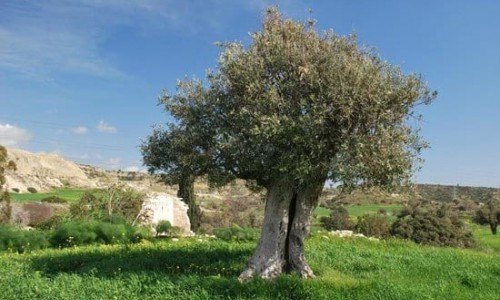 Vavla - Panayia tis Agapis - Vavla Nature Trail, Larnaca, Cyprus