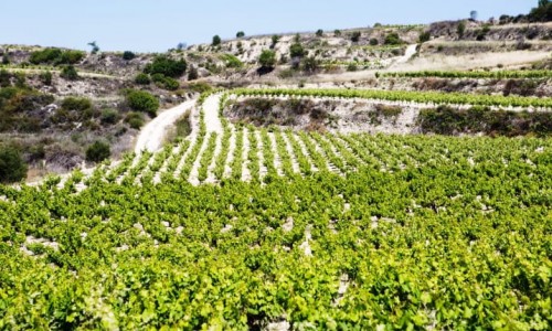 Cyprus Wine