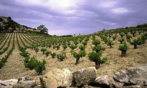 cypriot wines