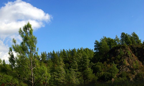 Forests in Cyprus