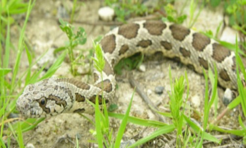 Cyprus snakes