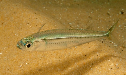 Atherinomorus Lacunosus Fish ( Hardyhead Silverside)