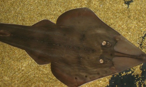 Rhinobatos cemiculus ( Blackchin guitarfish)