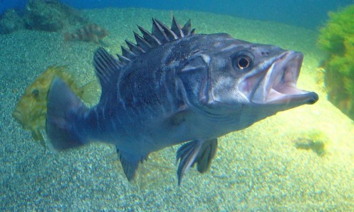 Epinephelus caninus (Dogtooth grouper)