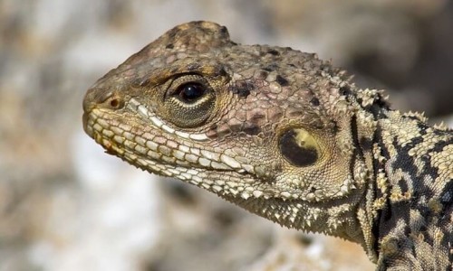 The Kourkoutas (Laudakia stellio cypriaca), Cyprus