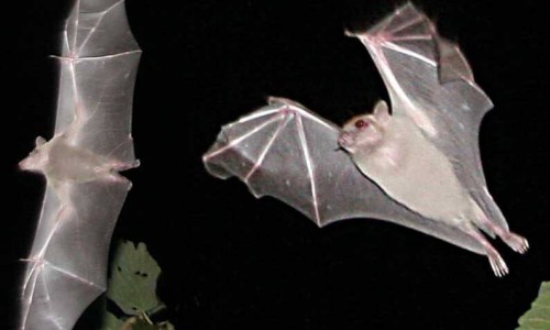 The Bat - Cyprus Wildlife, Cyprus