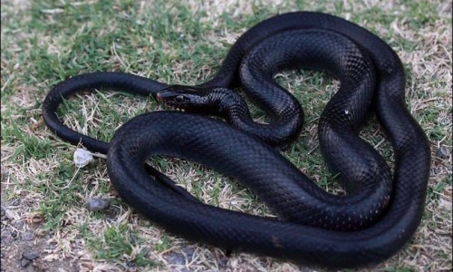 Black whip snake - Dolichophis Jugularis, Cyprus