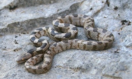 Cat snake - Telescopus Fallax, Cyprus