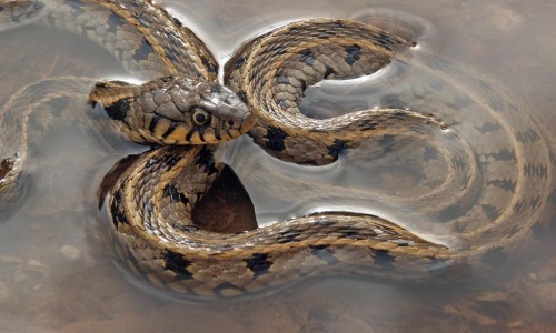 Grass snake - Natrix Natrix Cypriaca, Cyprus