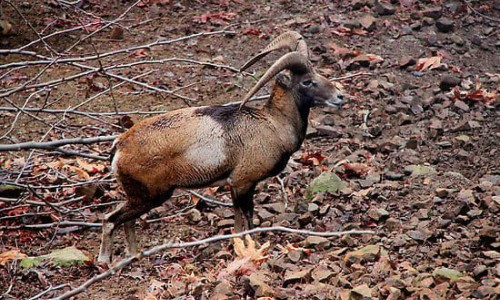 Cyprus mouflon (Ovis gmelini ophion), Cyprus