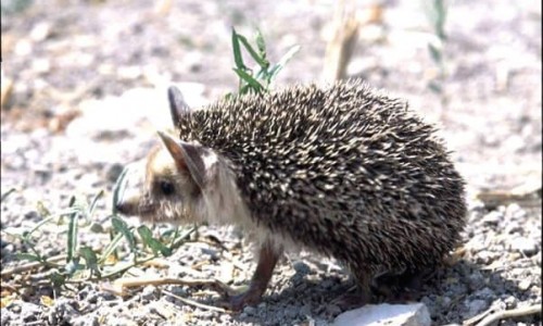 The porcupine (Hemiechinus auritus dorotheae)