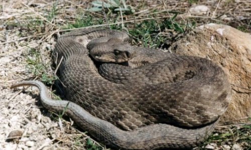 Viper - Macrovipera Lebetina, Cyprus