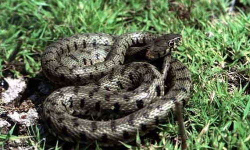 Cyprus whip snake - Hierophis Cypriensis, Cyprus