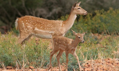 The deer (Dama dama mesopotamica), Cyprus