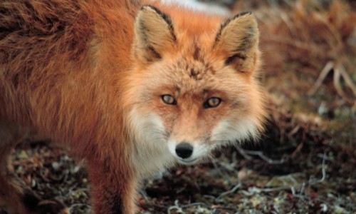 The fox (Vulpes vulpes indutus), Cyprus