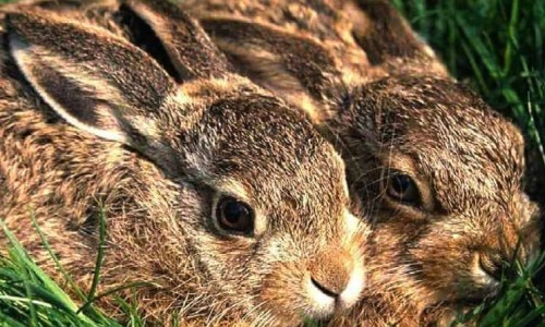 The hare (Lepus europaeus cyprius)