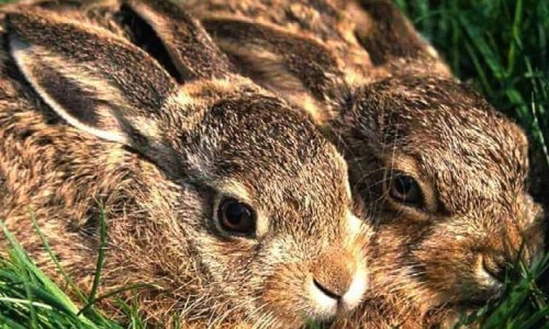 The hare (Lepus europaeus cyprius), Cyprus