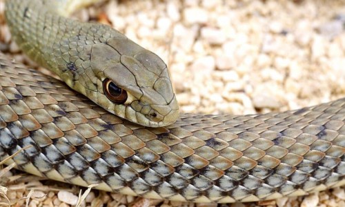 Montpellier Snake - Napoleon Monspessulanus, Cyprus