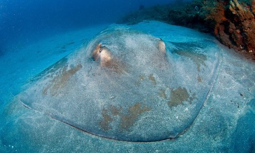 Dasyatis centroura (Roughtail stingray)