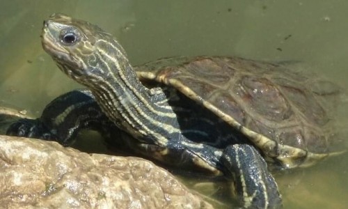 The sweet water turtle (Mauremys caspica rivulata)