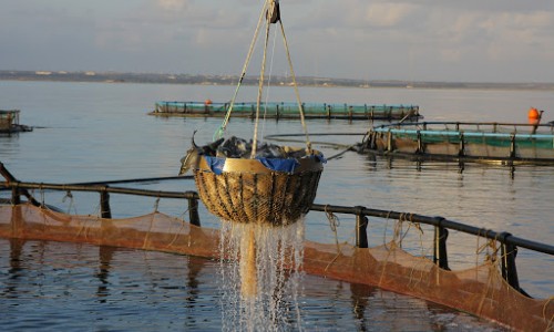 Cyprus Fishing Shelters