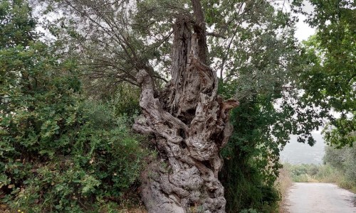 Arminou Village, Paphos, Cyprus