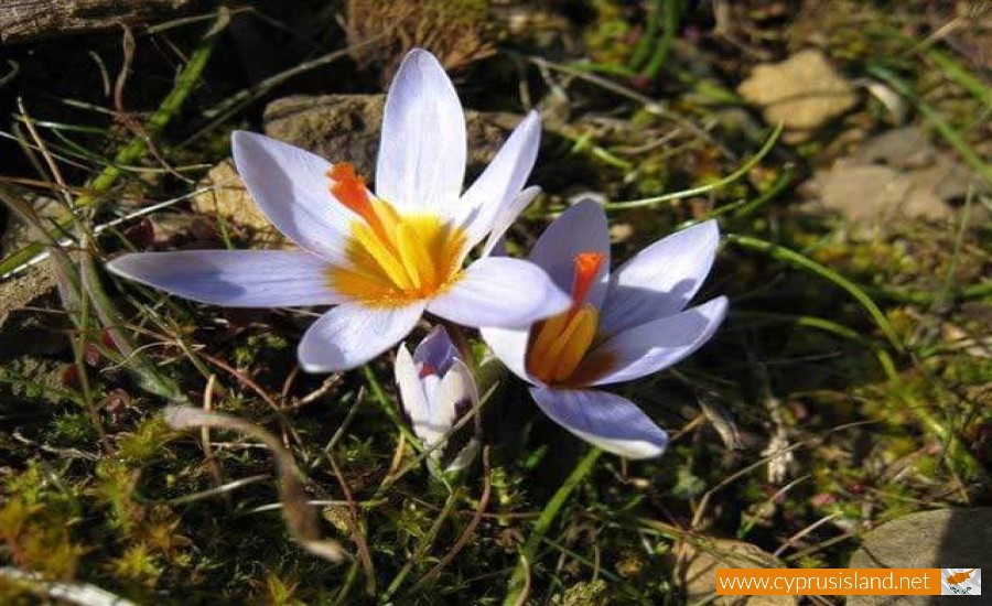 Cyprus flora