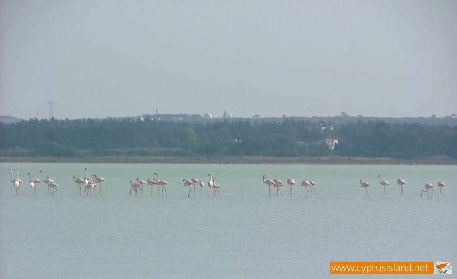 Limassol Salt Lake, Cyprus