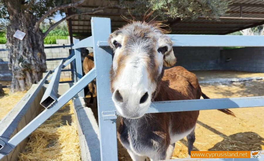 Golden Donkeys Farm - Skarinou