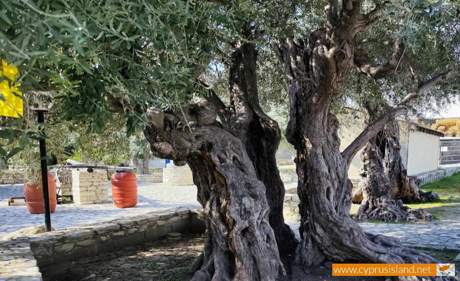 Golden Donkeys Farm - Skarinou