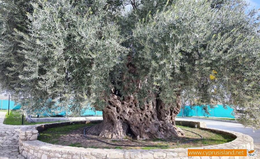 Golden Donkeys Farm - Skarinou