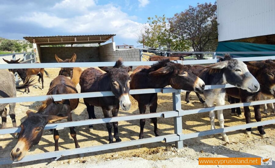 Golden Donkeys Farm - Skarinou