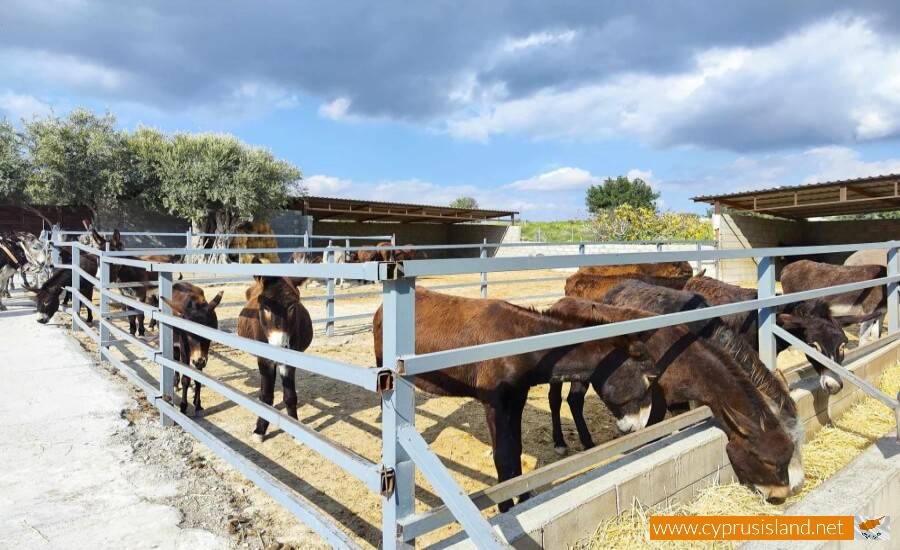 Golden Donkeys Farm - Skarinou