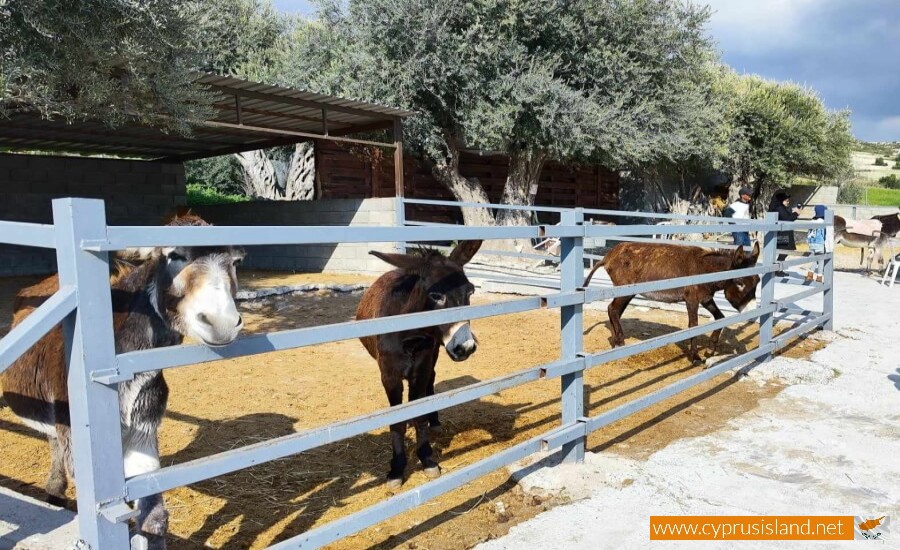 Golden Donkeys Farm - Skarinou