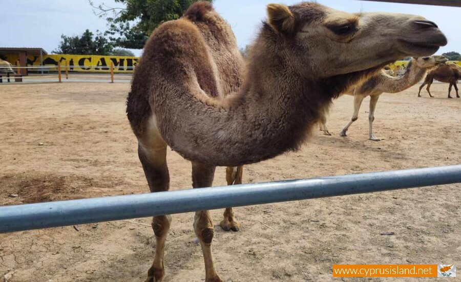 Mazotos Camel Park
