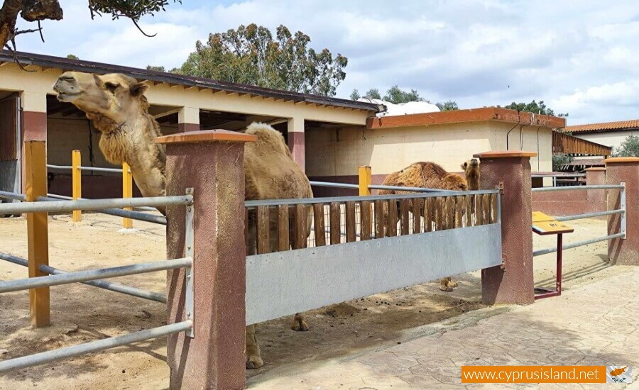 Mazotos Camel Park
