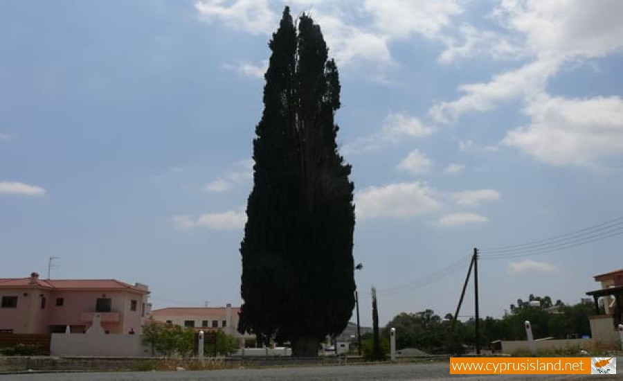 Perennial Trees of Nissou, Nicosia, Cyprus