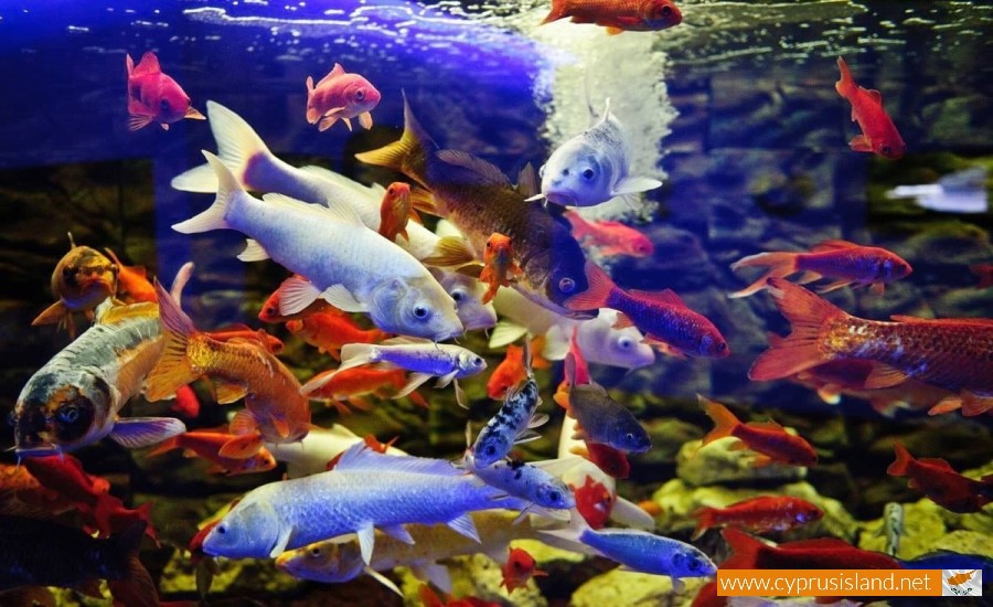 Protaras Ocean Aquarium, Famagusta, Cyprus