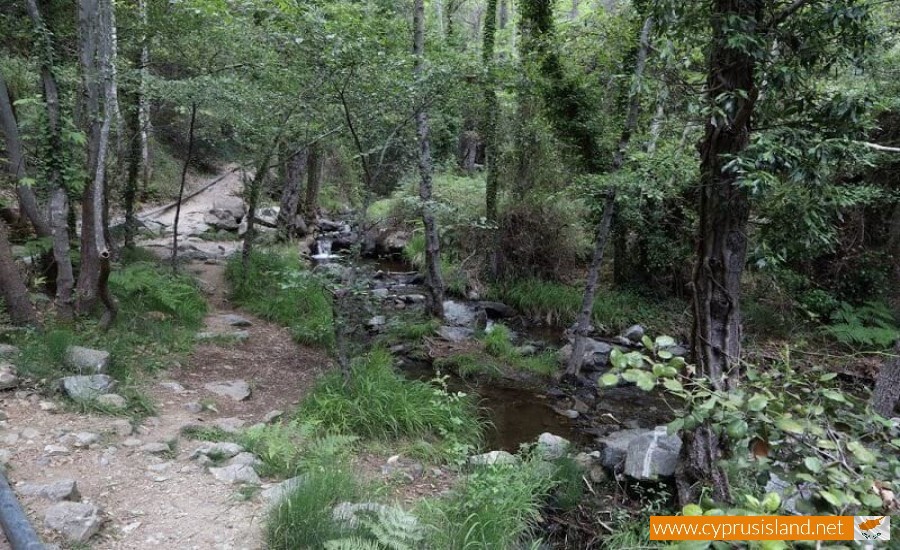 Troodos Forest