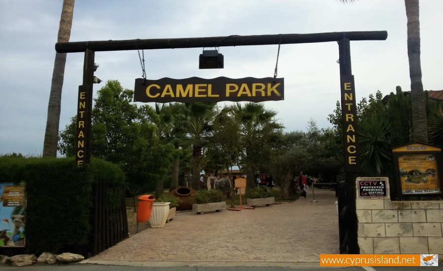 Mazotos Camel Park, Larnaca, Cyprus