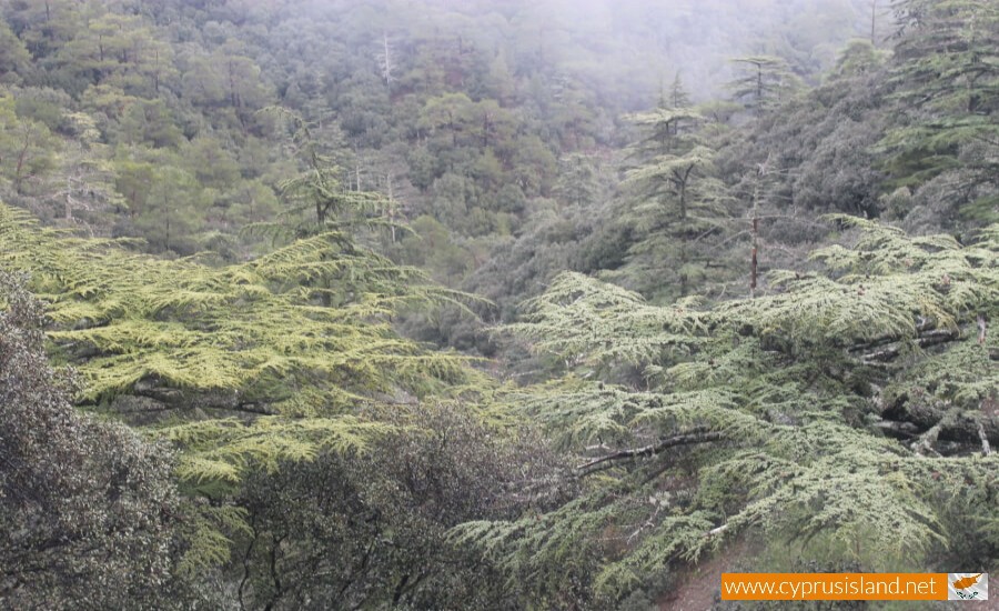 Cedar Valley (Koilada ton Kedron)