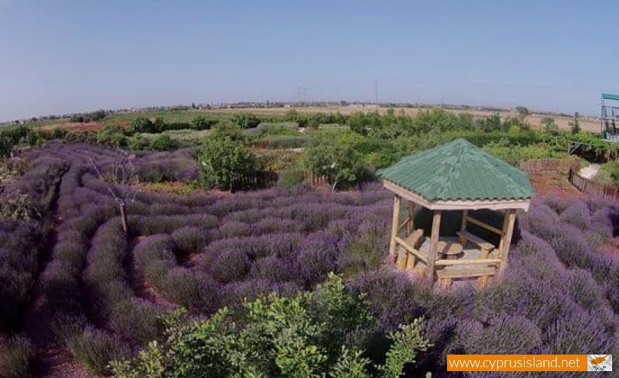 cyherbia lavender cyprus