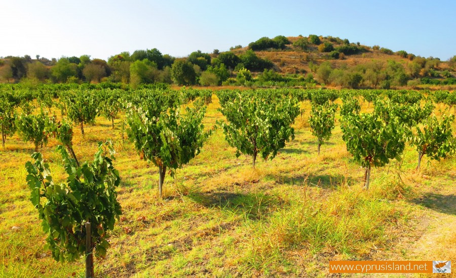 fikardos winery