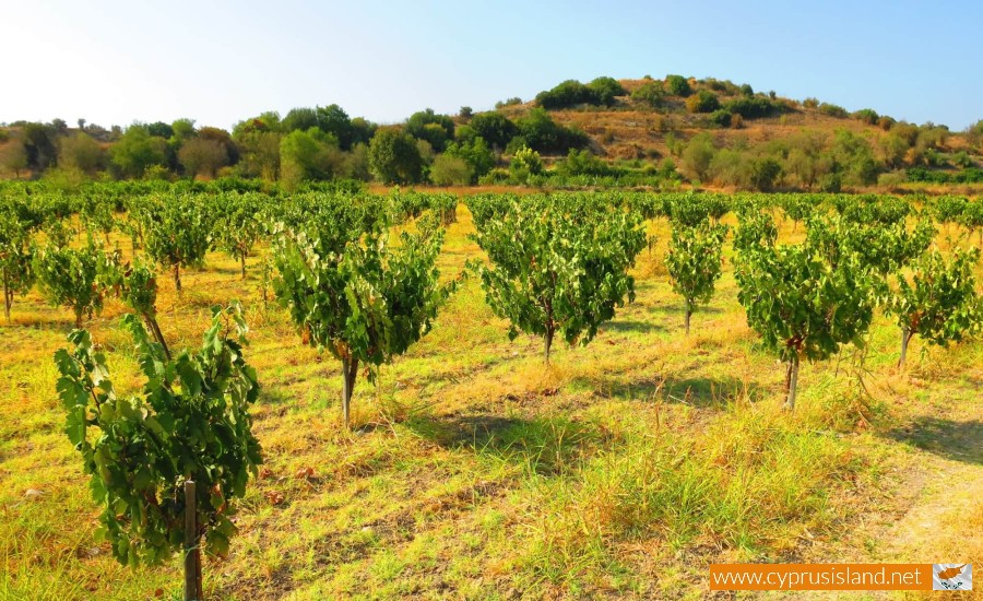 Fikardos Winery, Paphos, Cyprus