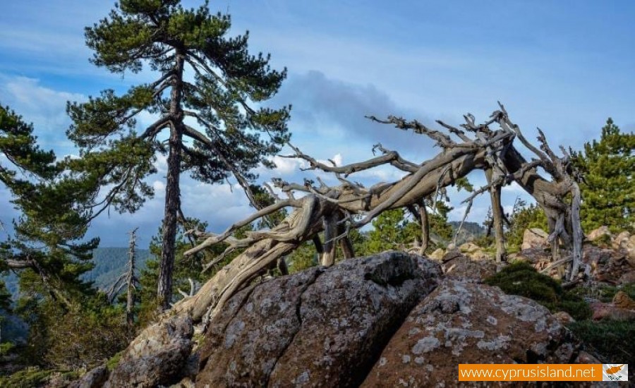 geopark in troodos 