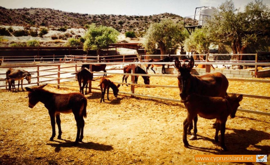 Golden Donkeys Farm - Skarinou, Larnaca, Cyprus